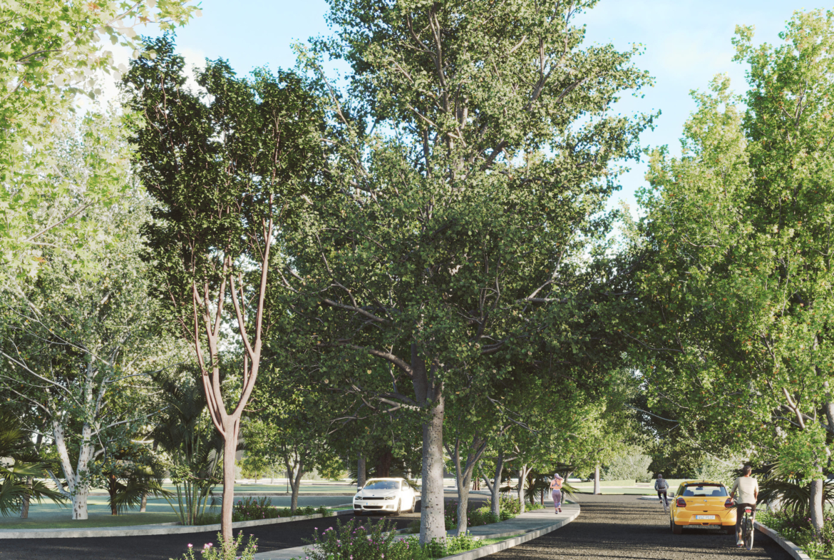 a road with trees and cars