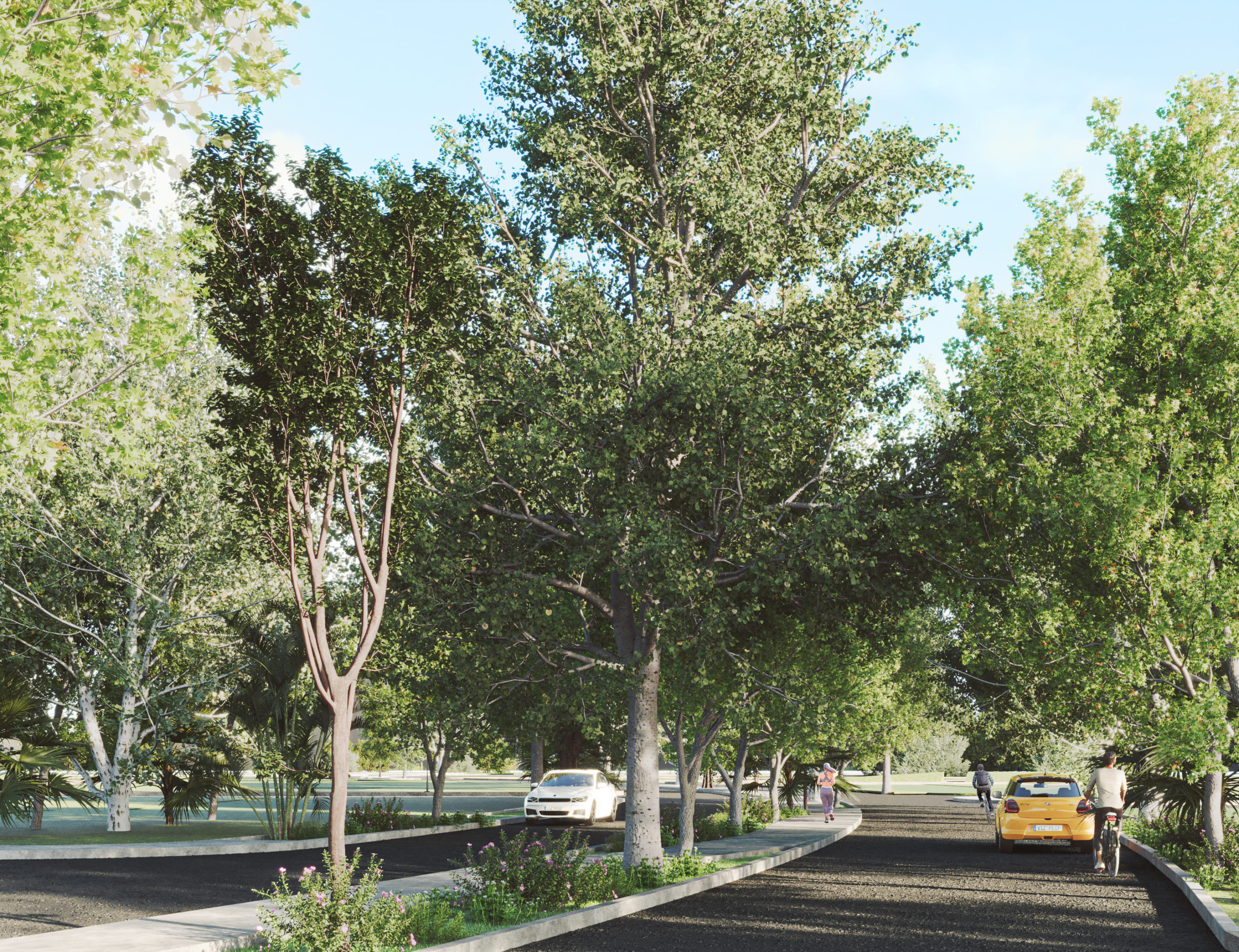 a road with trees and cars